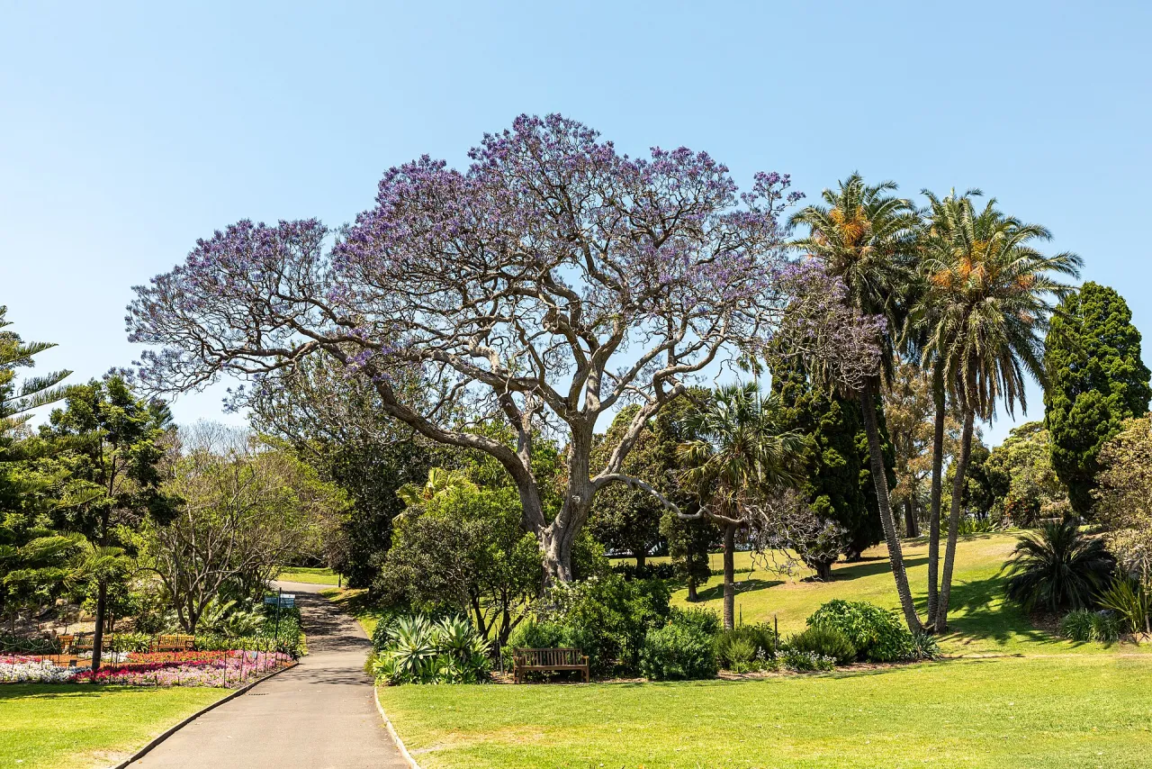 Royal Botanic Garden Sydney — Sydney
