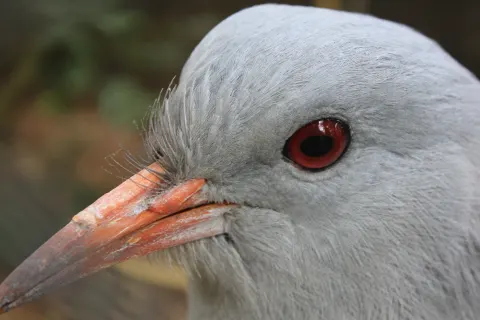Parc zoologique et forestier Michel Corbasson — Nouméa