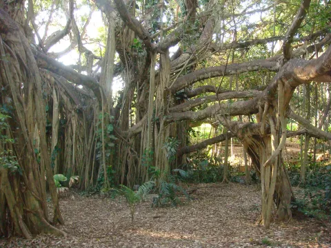 Rockhampton Botanic Gardens and Zoo — Rockhampton